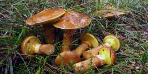 Što učiniti s uljima nakon sakupljanja: prerada i obrada kod kuće